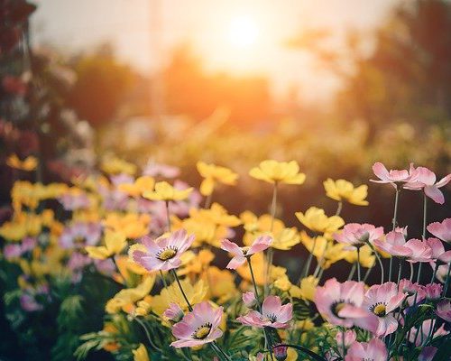 Zakładanie ogrodu – o czym warto pamiętać?